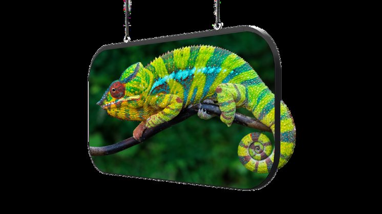 Chameleon Display Main Image