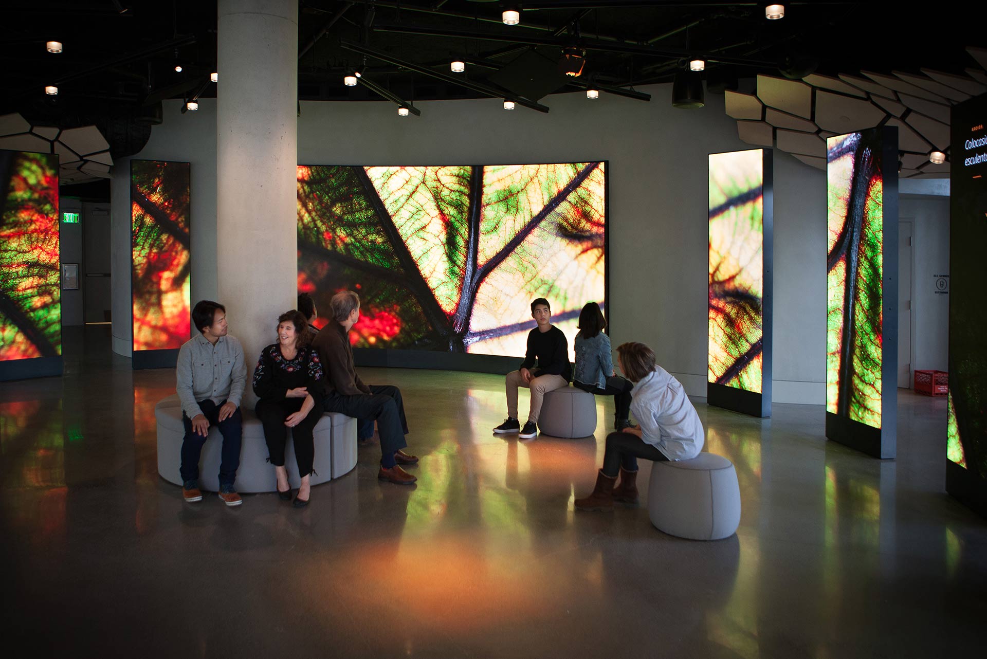 Amazon Understory at The Spheres Image